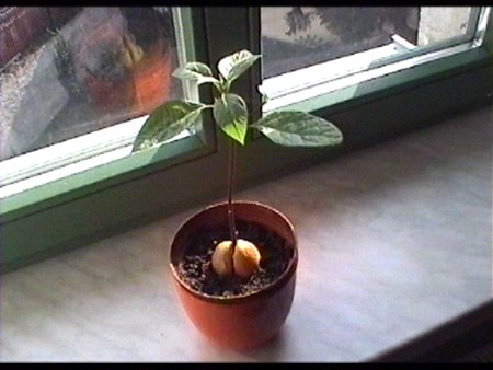 Dia Avocado-Pflanze