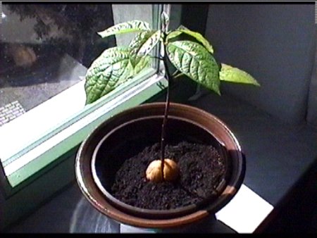 Dia Avocado-Pflanze